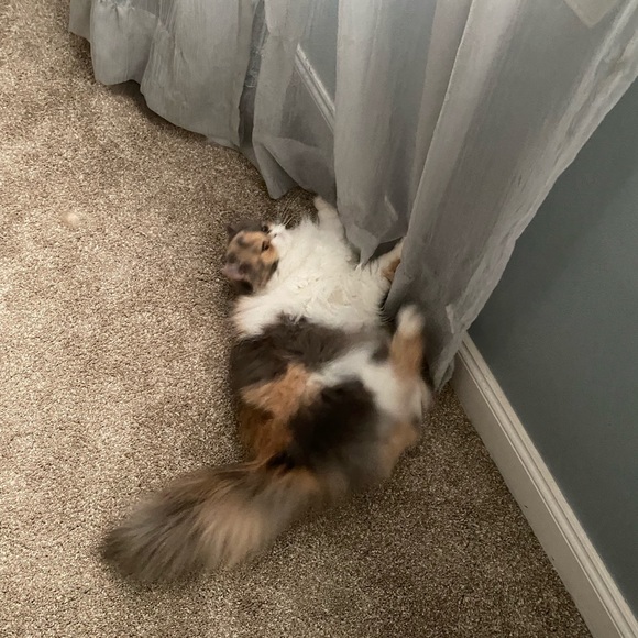 Meet your Posher, Stephanie - Picture 1 of 1